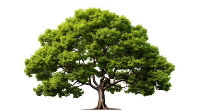 Tree Isolated on Transparent Background, PNG