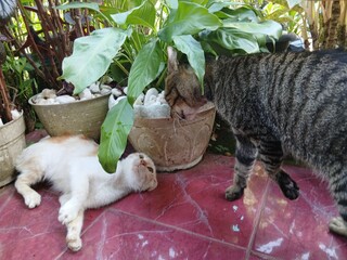 gray and white cats fighting in front of the house