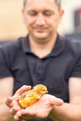 Farmer playing with a yellow hatched little chick in his hands on the farm. Laughing man at home in the garden enjoying the animal