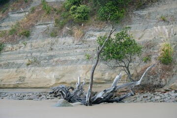 Driftwood in Rain Before Coastal Cliff, New Zealand