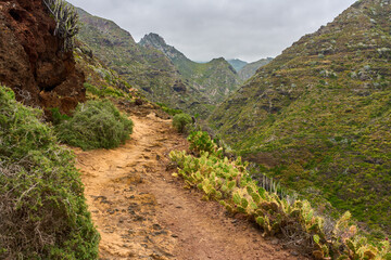 Fototapeta premium Volcanic trail in Anaga valley