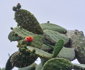 Prickly pear cactus in bloom