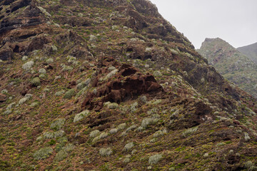 Volcanic slope with Euphorbia canariensis