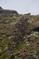Volcanic slope with Euphorbia canariensis