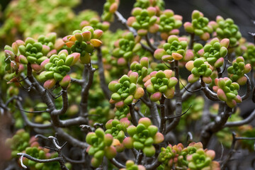Aeonium lindleyi succulent in Tenerife