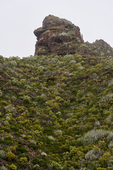 Volcanic slope with Euphorbia canariensis