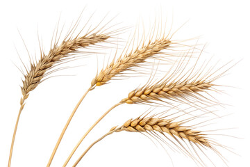 Fototapeta premium Golden Wheat Ears Isolated on White 