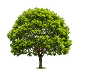 Lush Green Deciduous Tree on White Background
