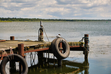 Seagull resting on old dock with tire bumper on calm lake in summer light