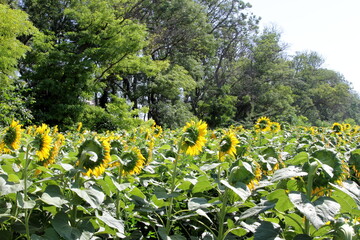 Blooming sunflowers