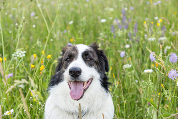 happy white dog playing in green grass