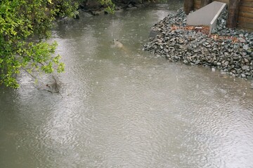 Rothesay Bay Creek During Stormy Rainy Weather, New Zealand