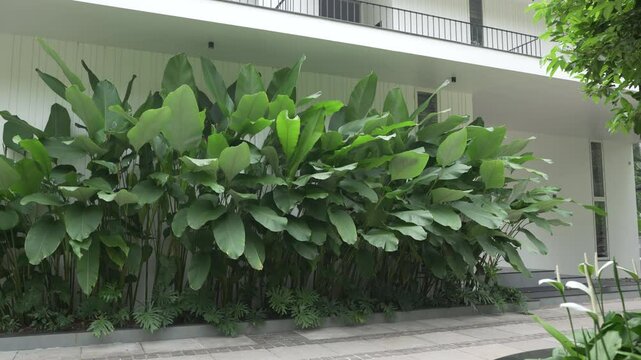 A smooth slide reveals vibrant tropical plants and a sleek modern house.  Experience beautiful landscaping and contemporary design on a bright day!