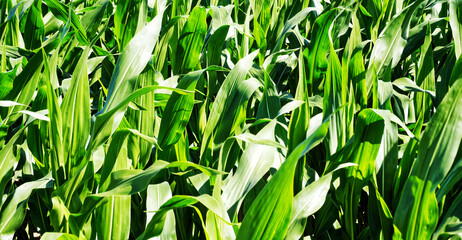 Green corn stalks growing densely in fertile farmland, reflecting agricultural productivity