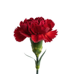 A single vibrant red carnation flower with ruffled petals and a green stem isolated on transparent background