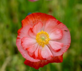 Close-up of a vibrant poppy flower.