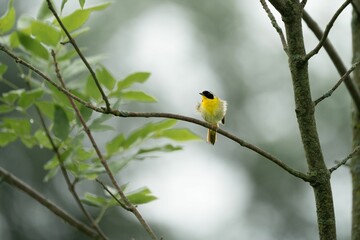The yellow bird perched on a tree branch.
