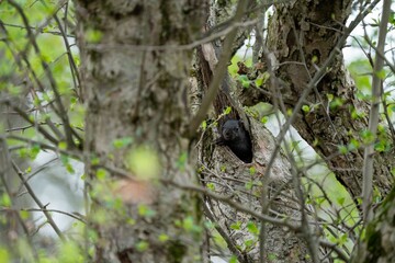 A black squirrel in a tree hollow.
