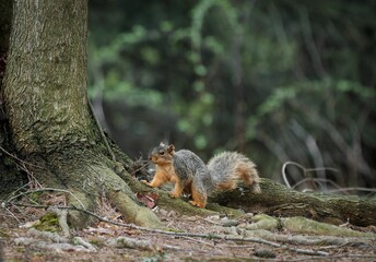 Squirrel on a tree root in the forest
