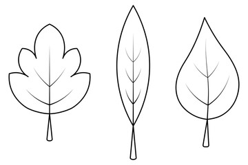 Set of tree leaves with veins. Sketch. Pointed leaf, maple leaf, poplar leaf. Vector illustration. Outline on isolated white background. Doodle style. Coloring book for children. Idea for web design.