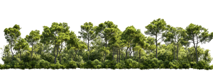 Lush green forest line