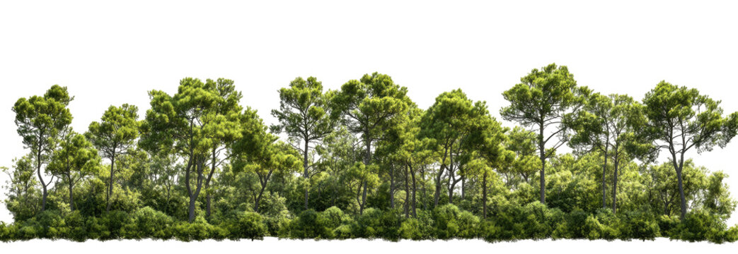 Lush green forest line