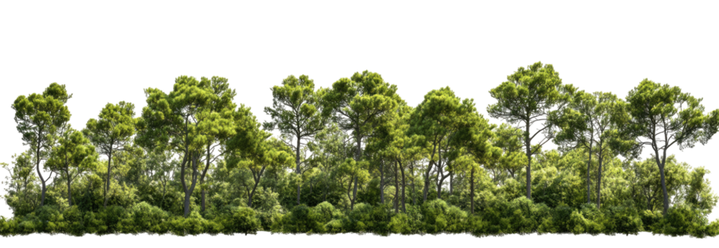 Lush green forest line