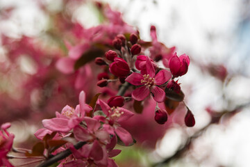 closeup of the pink blooming tree