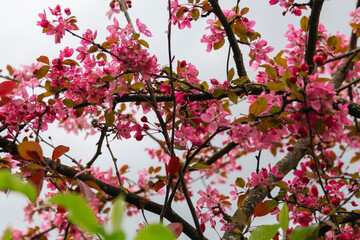 pink blooming tree
