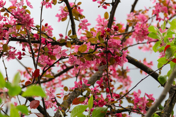 pink blooming tree