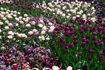 Fototapeta premium field of white, pink and purple tulips