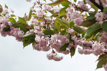 pink blooming tree