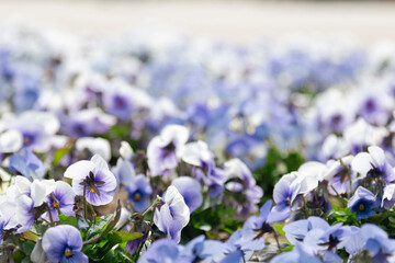 blue and white pansies 