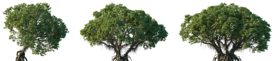 Set of Avicennia marina (commonly known as grey mangrove or white mangrove) frontal set street trees isolated png on a transparent background perfectly cutout