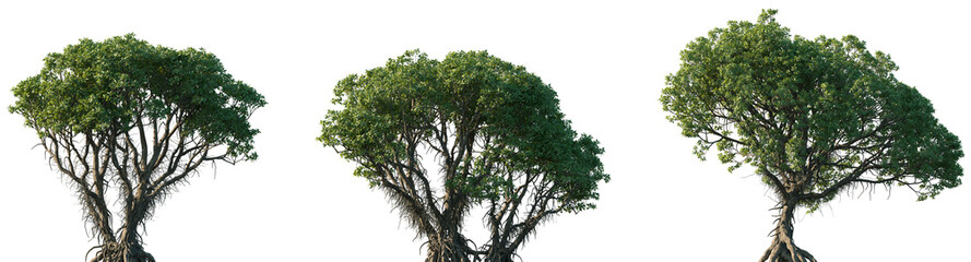 Set of Avicennia marina (commonly known as grey mangrove or white mangrove) frontal set street trees isolated png on a transparent background perfectly cutout