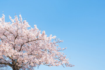 桜　青空