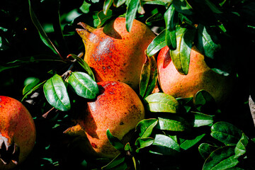 pomegranates up close on the tree