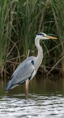 Fototapeta premium Grey Heron Standing in Water with Reeds in Background