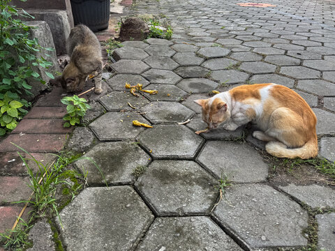 Two stray cats eating scraps on a hexagonal paved pathway with green plants.