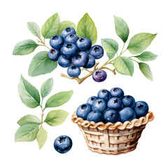 A detailed illustration of ripe blueberries on branches with green leaves and a small woven basket filled with fresh blueberries in watercolor style