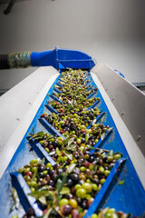 olives on a conveyer belt before washing 