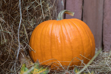 Large Autumn orange fresh Ripe farm pumpkin on hay bales. Fall pumpkins for halloween preparation...