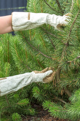 hands in garden gloves collecting fallen needles from the ground under a coniferous tree. One hand...