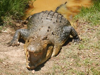 A crocodile has emerged from muddy water. His front legs are on the grass, but his back legs and tail are still submerged. He is facing the camera and his mouth is open, showing his teeth.