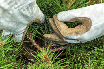 hands in garden gloves collecting fallen needles from the ground under a coniferous tree. One hand...