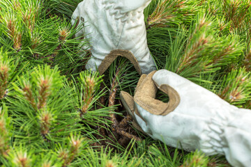 hands in garden gloves collecting fallen needles from the ground under a coniferous tree. One hand...