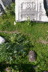 Miletus ancient city. Miletus was an ancient Greek city located in Ancient Caria. Its ruins are...