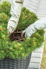 hands in garden gloves collecting fallen needles from the ground under a coniferous tree. One hand...