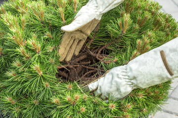 hands in garden gloves collecting fallen needles from the ground under a coniferous tree. One hand...