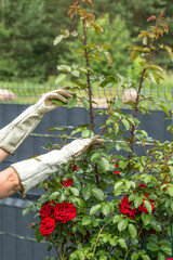hands in gardening gloves, carefully interacting with a lush bush of red roses. Hands trim or...